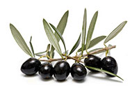 olive branch